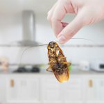 Barata na Cozinha