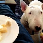 Bull Terrier se Alimentando