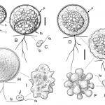 Célula Vegetativa