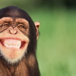 Chimpanzé Fotografado Sorrindo