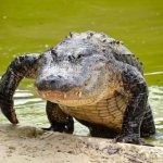 Crocodilo Saindo da Água