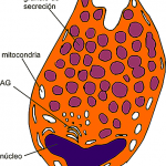 Células Caliciformes