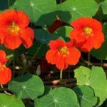 Flor Capuchinha