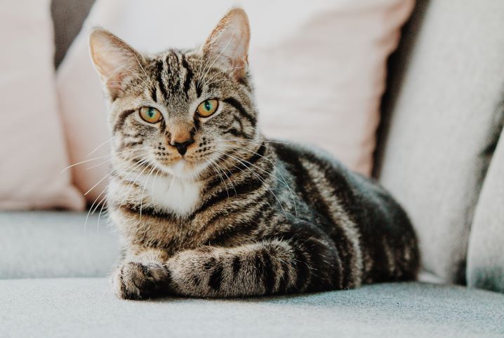 Quando os Gatos Começaram a Ser Domesticados?