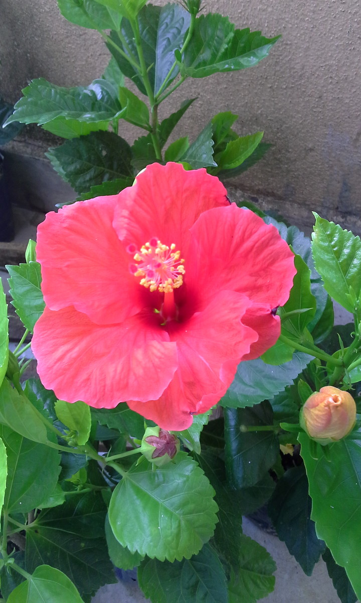 Hibisco Gigante: Como Cultivar, Podar, Tamanho, Preço e Fotos