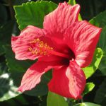 Hibisco Rosa-Sinensis