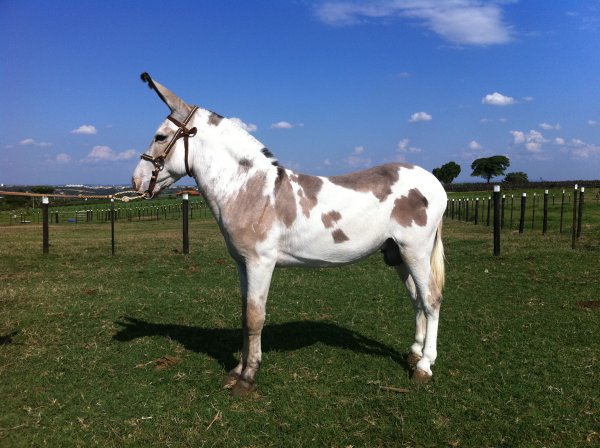 Mulas de Raça a Venda: Onde Comprar? Quanto Custa?