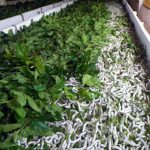 Sericultura