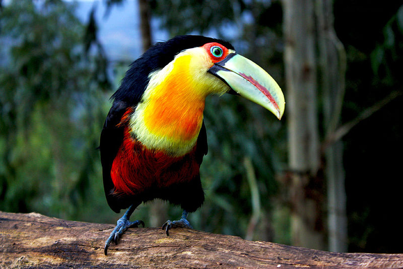 Tucano-de-Bico-Verde: Características, Habitat e Fotos