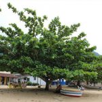 Amendoeira da Praia