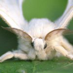 Borboleta Bicho da Seda Tasar