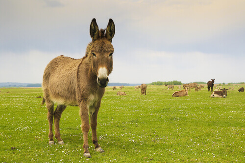 Lista dos Tipos de Burros: Especies com Nome e Fotos