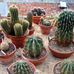 Cactos Reais