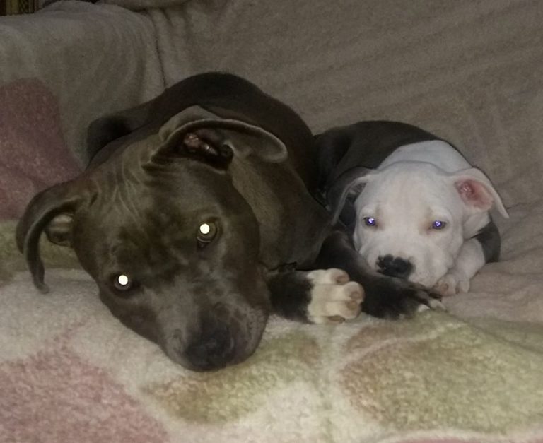 Canil Genki Kennel