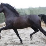 Cavalo Hispano-Árabe