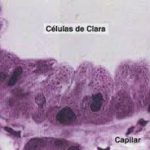 Células de Clara