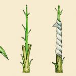 Enxertia