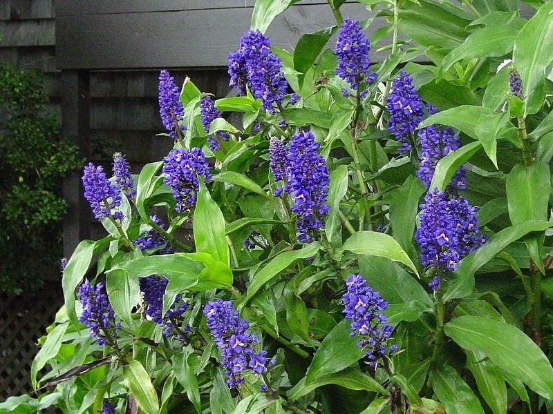Como Fazer Muda de Gengibre Azul? Passo a Passo