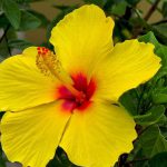 Hibisco Amarelo