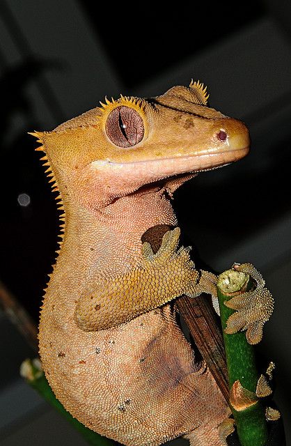 Lagartixa-de-crista: Características, Nome Cientifico e Fotos