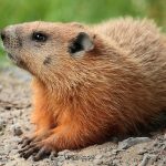 Marmota Monax