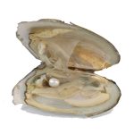 Ostra Aberta Com Pérola