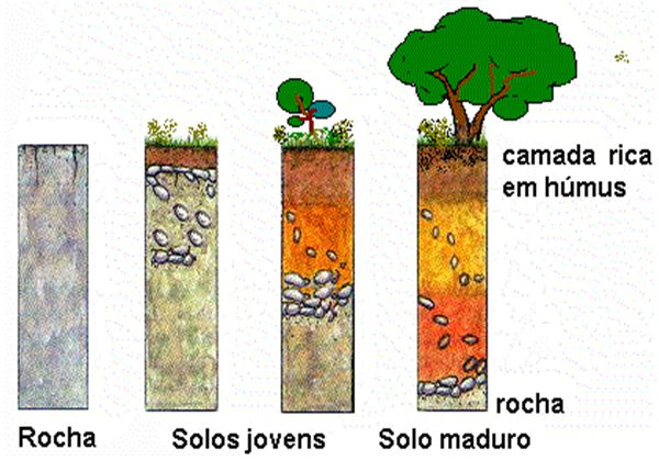 O Que Significa Pedon? Para Que Ele é Utilizado?