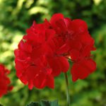 Pelargonium Hortorum Vermelha
