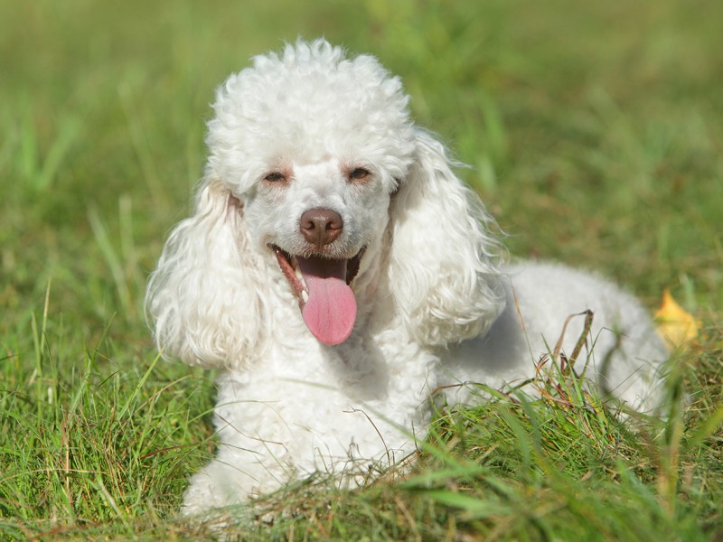 Ciclo de Vida do Poodle: Quantos Anos Eles Vivem?
