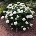 Arbusto de Hydrangea Arborescens