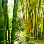 Bambu - Planta que cresce mais rápido