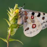 Borboleta Apolo na Flor