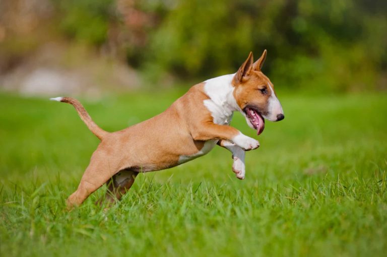 Comportamento do Bull Terrier, Hábitos e Modo de Vida