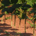 Densidade e Espaço Entre as Plantas