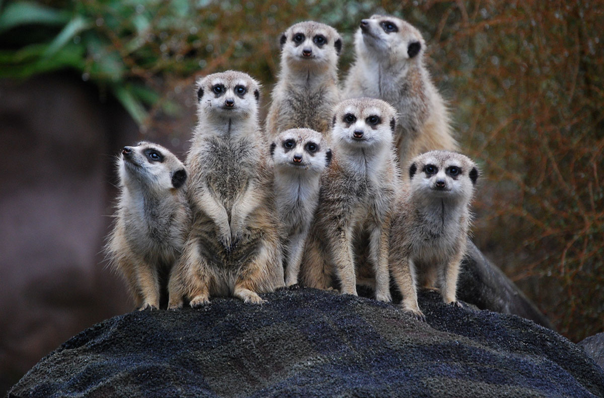 Tudo Sobre O Suricato: Características, Nome Científico E Fotos!