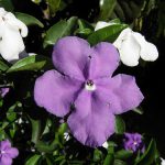 Flor de Manacá De Cheiro