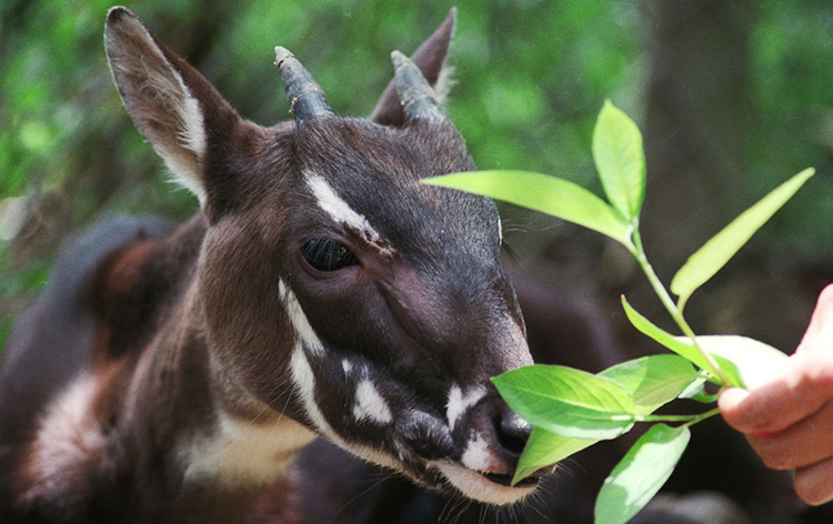 Reprodução do Saola: Filhotes e Período de Gestação