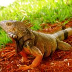 Iguana Riscada Fotografada de Perto