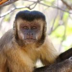 Macaco Prego no Galho de Uma Árvore