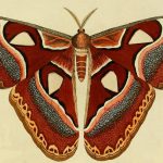 Mariposa Vermelha e Amarela