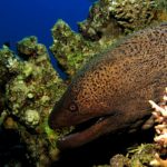 Moreia Características Físicas