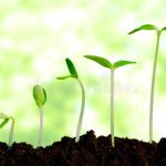 Planta Crescendo