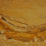 Processo de Fossilização