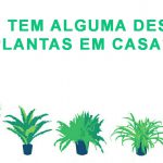 Vasos de Plantas e Purificam o Ar