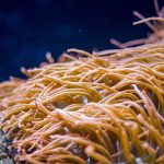 Anêmona do Mar