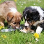 Border Collie comendo ração