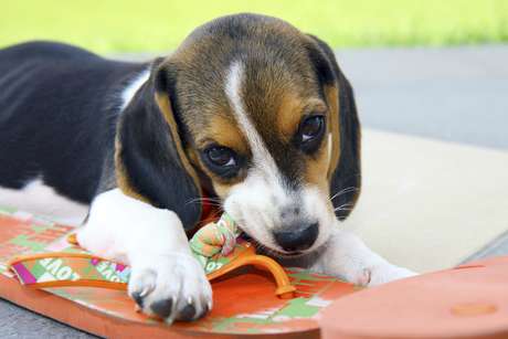 Por Que Cachorro Gosta de Chinelo? Por Que Destroem?