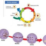 Ciclo Celular