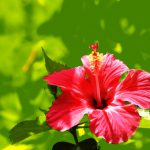 Cultivar Hibisco