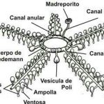 Esqueleto do Equinoderme